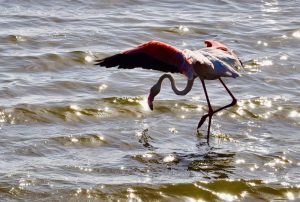 Flamingo in Namibia